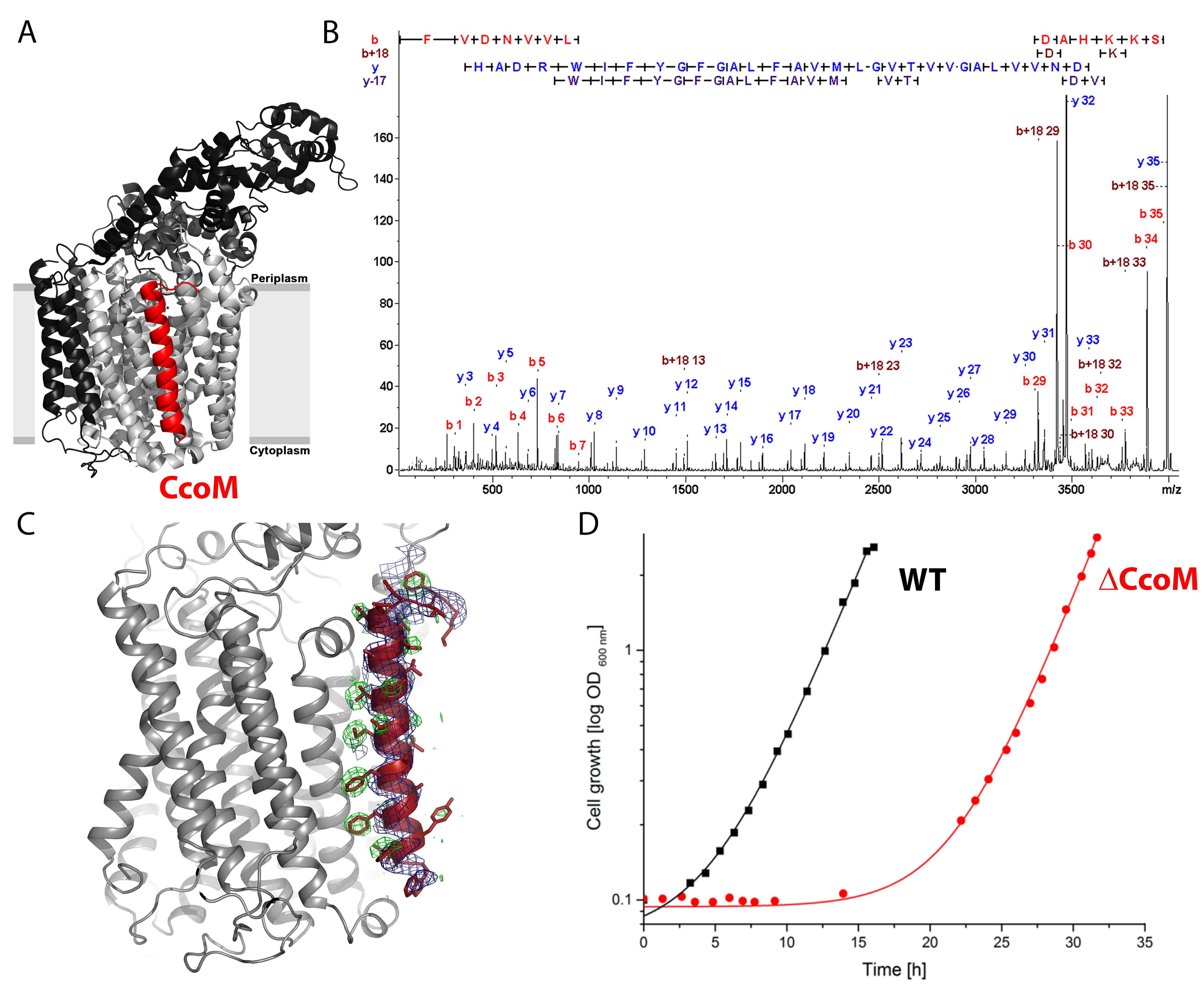 CcoM cbb3 oxidase.jpg