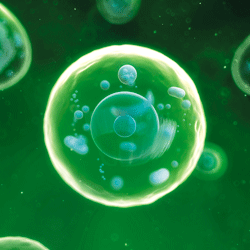 173297494-animal-cells-artwork-gettyimages.gif