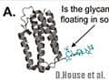 Investigating the Influence of Glycosylation on Protein Conformation and Dynamics