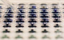 mainimage-laboratory-assay-in-a-microtiter-plate-gettyimages.jpg