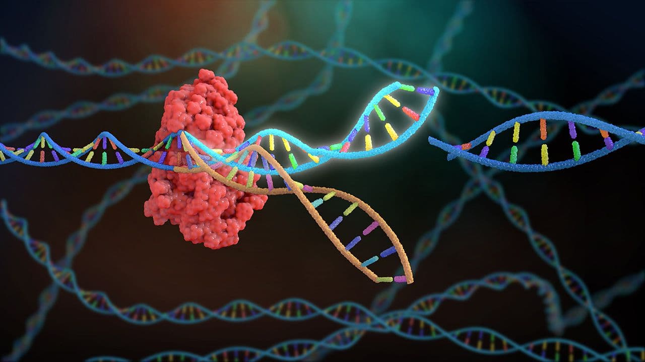 Nathan Devery com/stock.adobe.com – Using more exacting analytical tools can give a clearer assessment of gene-editing outcomes.