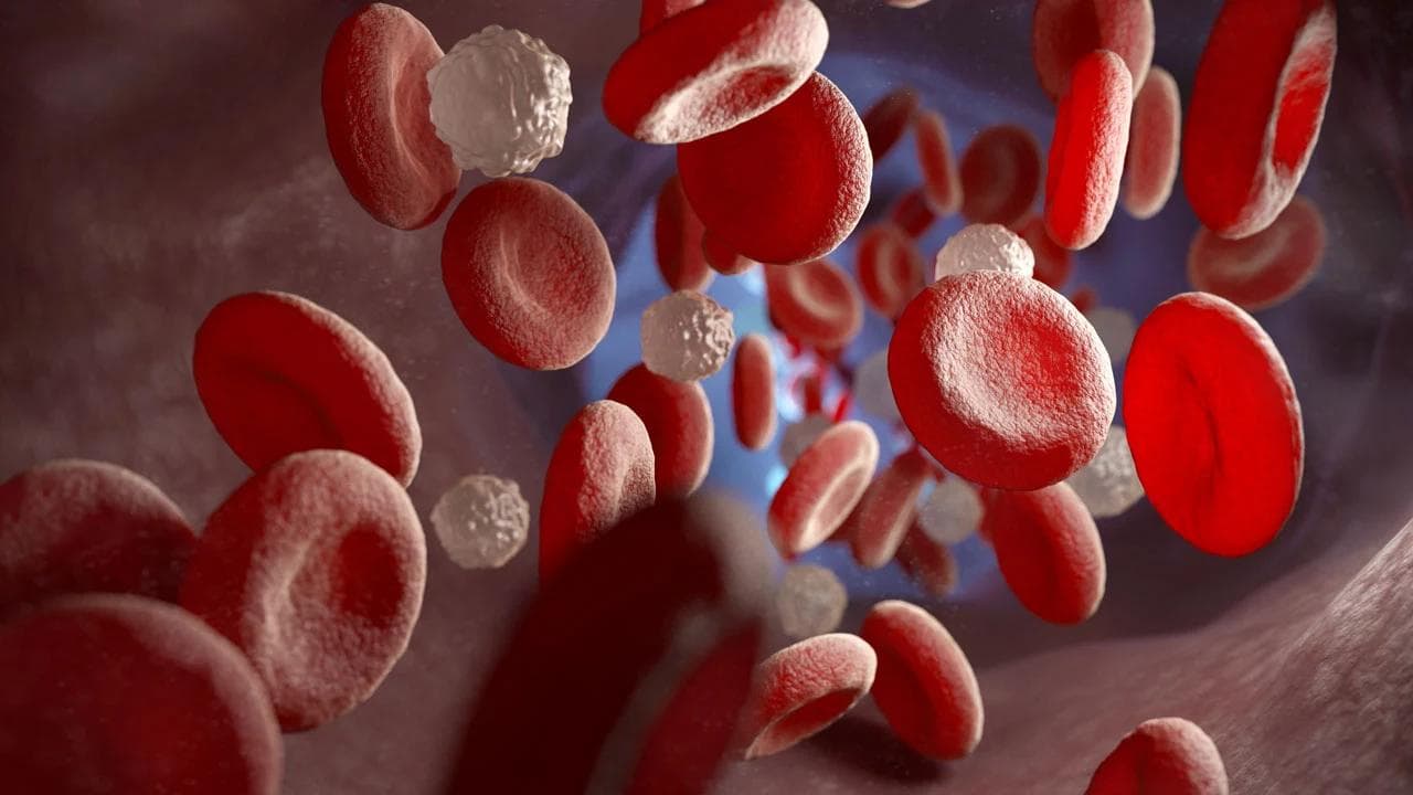 Red and white blood cells and in the vein | Image Credit: © Tatiana Shepeleva - stock.adobe.com