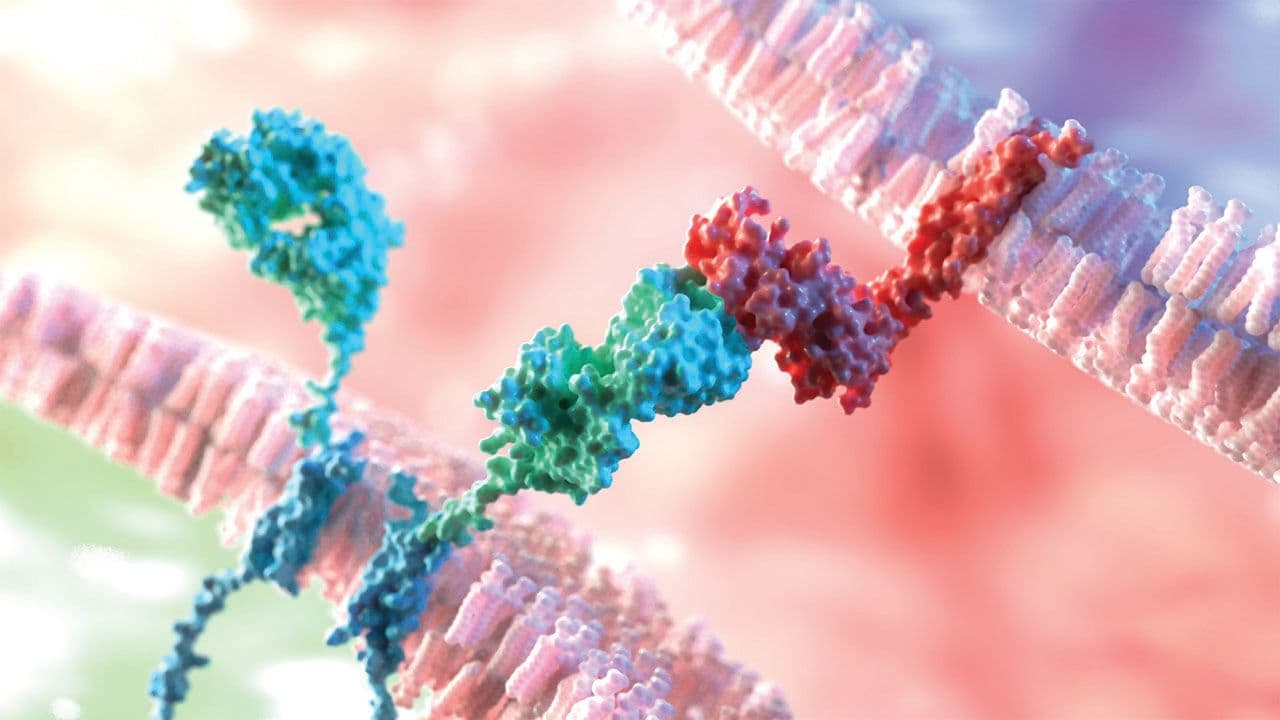 3D Rendering of Molecular Interaction in CAR Chimeric Antigen Receptor | Image Credit: © Alpha Tauri 3D - stock.adobe.com