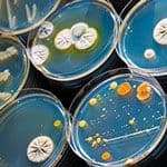 Microbial Identification Strategies for Bioburden Control