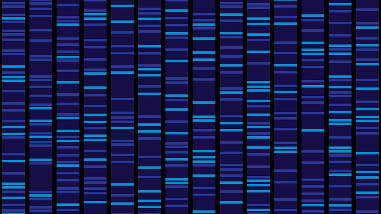 Serj Siz`kov/stock.adobe.com - DNA panel from gel electrophoresis